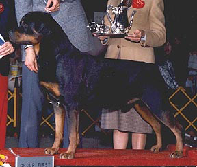 Photo of male adult Rottweiler