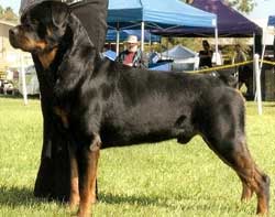 Adult Rottweiler Dog