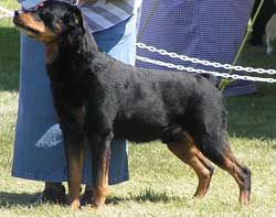 Adult Rottweiler Dog
