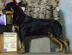 Adult Rottweiler Dog