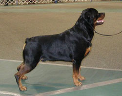 Adult Rottweiler Dog