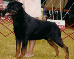 Adult Rottweiler Dog