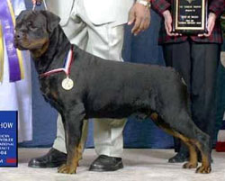 Adult Rottweiler Dog