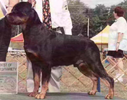 Adult Rottweiler Dog