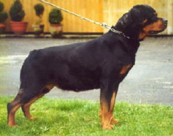 Rottweiler adult female