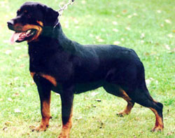 Adult Rottweiler bitch