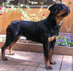 Puppy Rottweiler Bitch