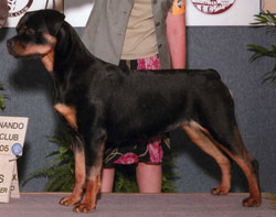 Rottweiler adult female