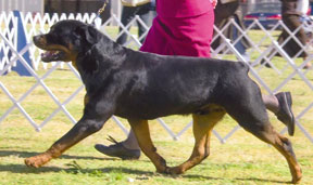 Photo: Male Rottweiler gaiting