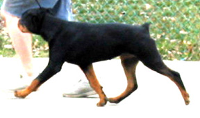 Photo: Puppy bitch moving